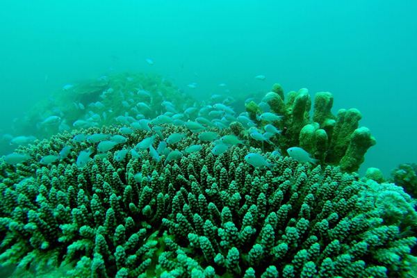 Activités marines 8